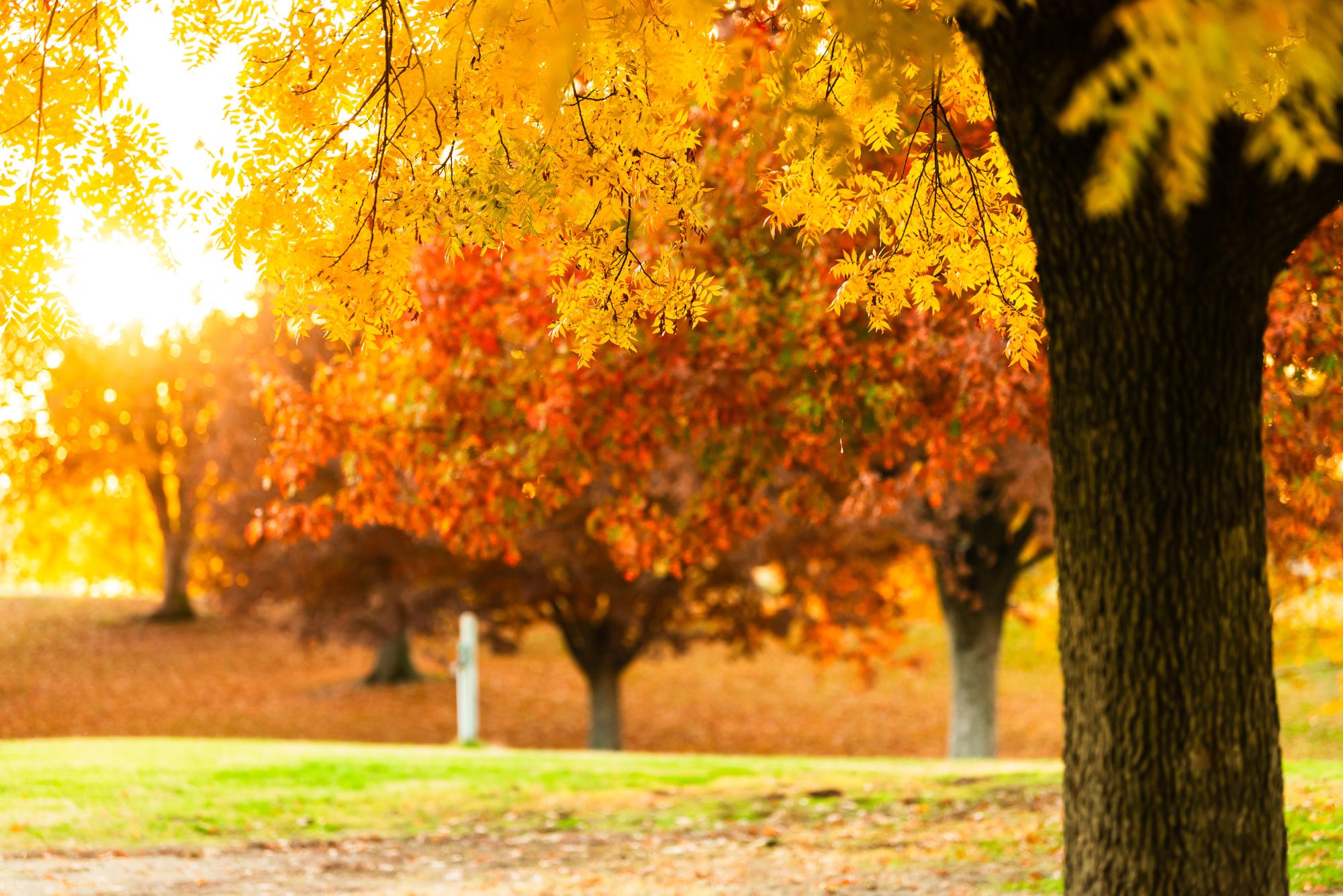 Autumn trees glowing in a park setting in Lincoln, California